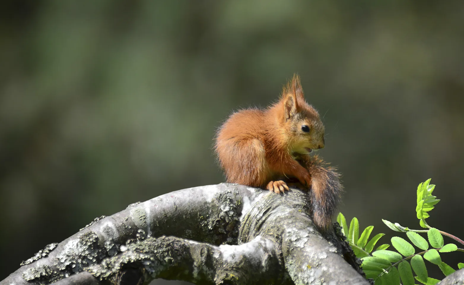 Squirrel sitting on a branch Squirrel sitting on a branch