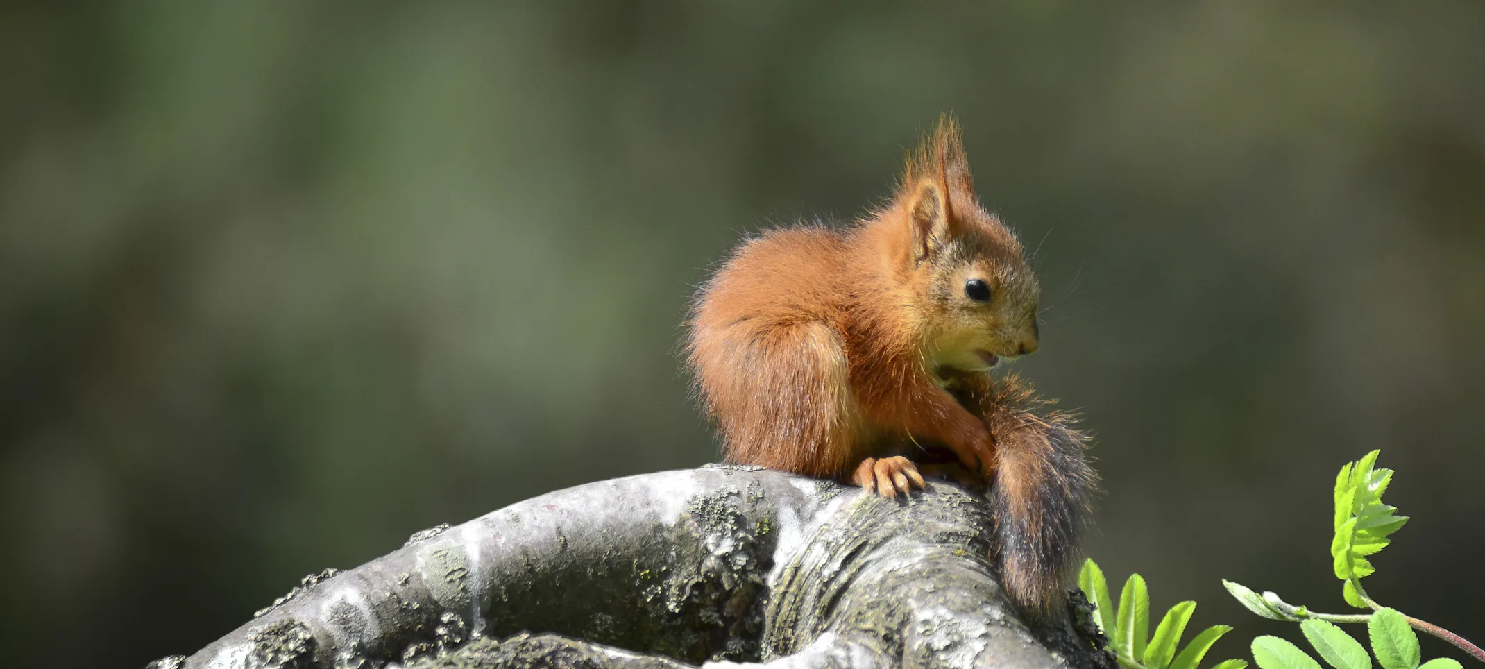 Squirrel sitting on a branch Squirrel sitting on a branch