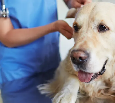 Close Up of Dog Being Examined by Veterinarian Close Up of Dog Being Examined by Veterinarian