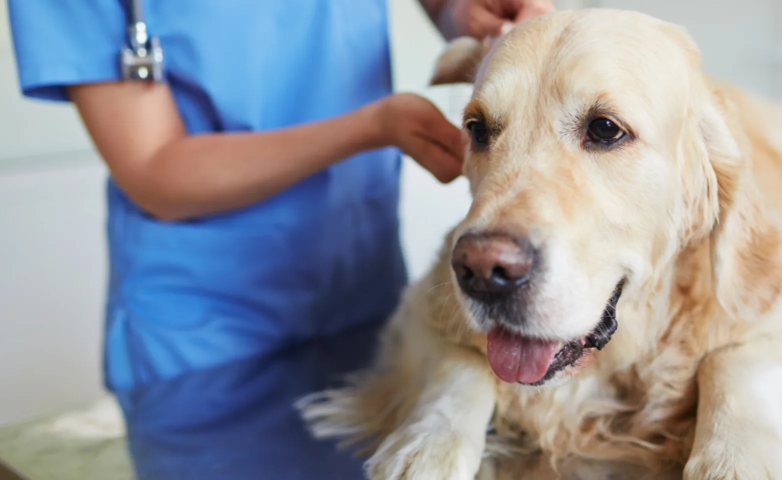 Close Up of Dog Being Examined by Veterinarian Close Up of Dog Being Examined by Veterinarian