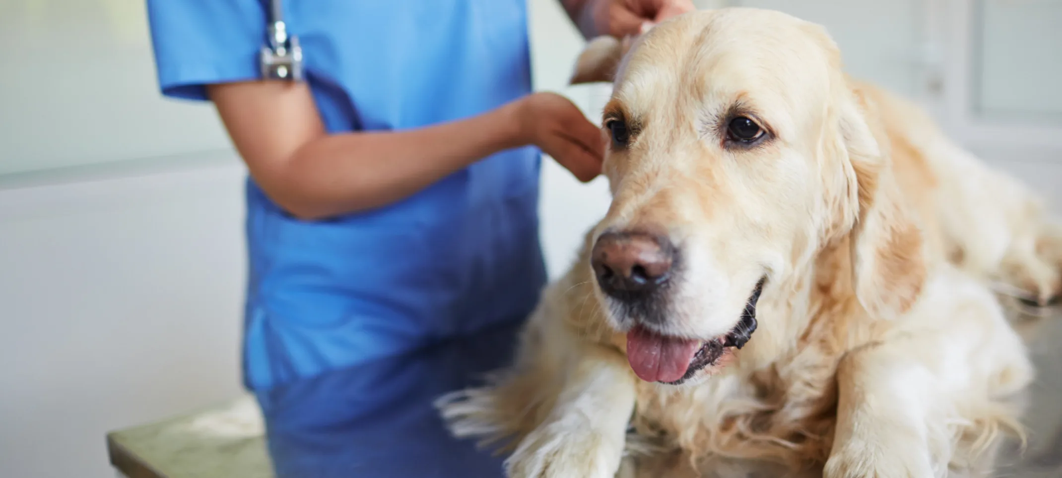 Close Up of Dog Being Examined by Veterinarian Close Up of Dog Being Examined by Veterinarian