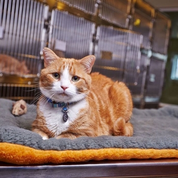 orange cat sitting next to cat cages
