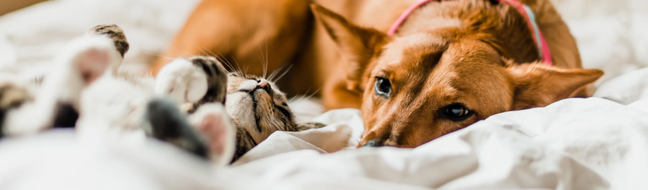 Calico Tabby Cat and Golden Labrador Retriever Are Laying On A Blanket For PAW Plans