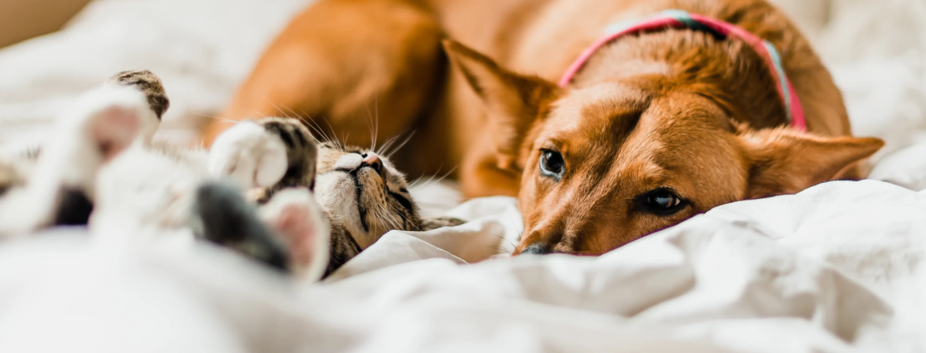 Calico Tabby Cat and Golden Labrador Retriever Are Laying On A Blanket For PAW Plans