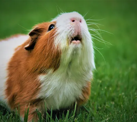 Guineapig sitting in the grass