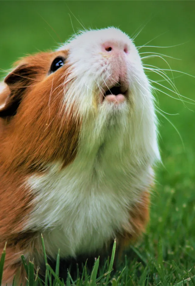 Guineapig sitting in the grass