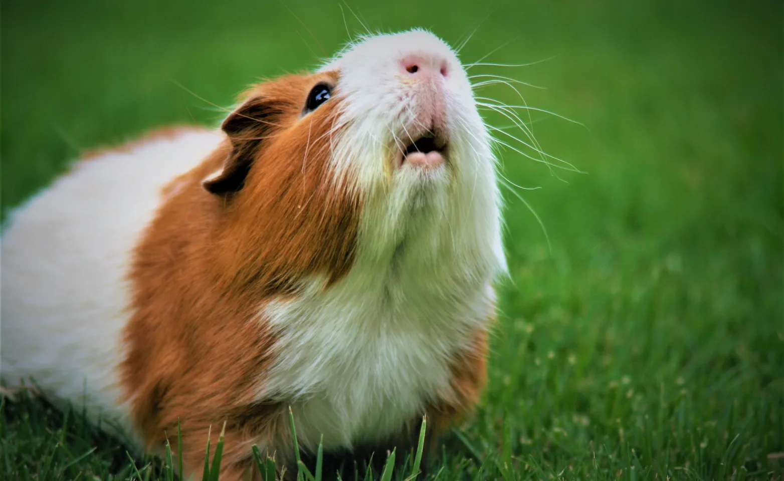 Guineapig sitting in the grass