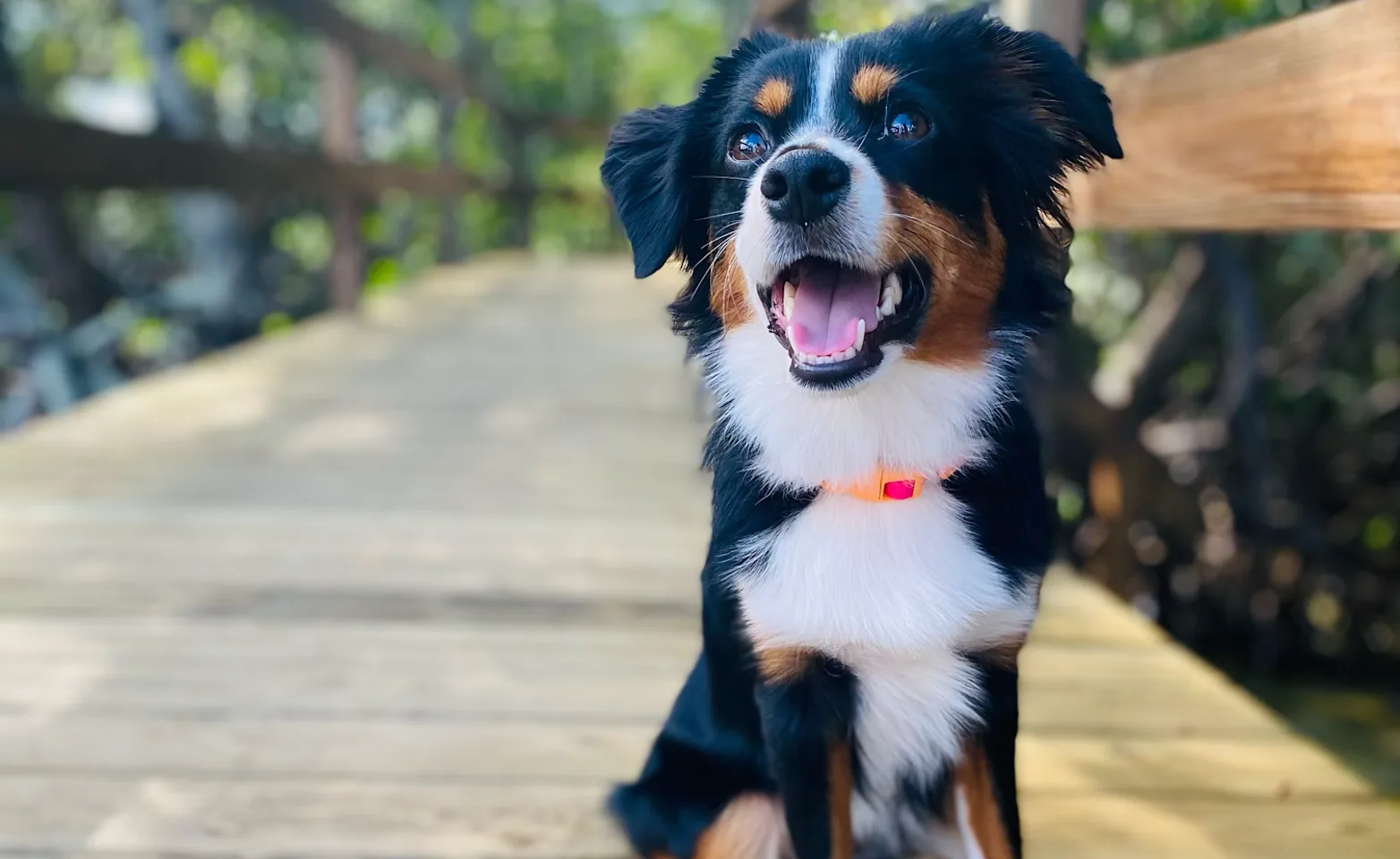 Dog sitting on a boardwalk Dog sitting on a boardwalk