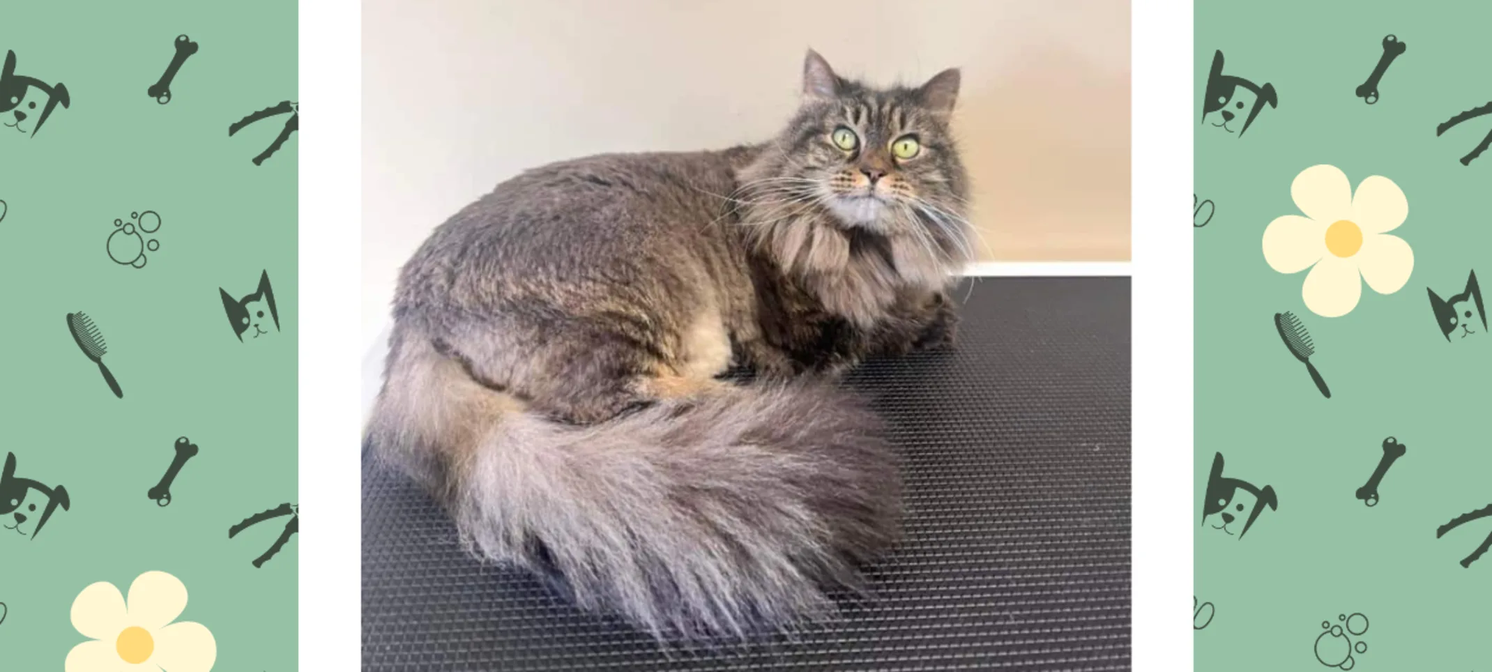 Cat Groomed at Highway 92 Animal Hospital Cat Groomed at Highway 92 Animal Hospital