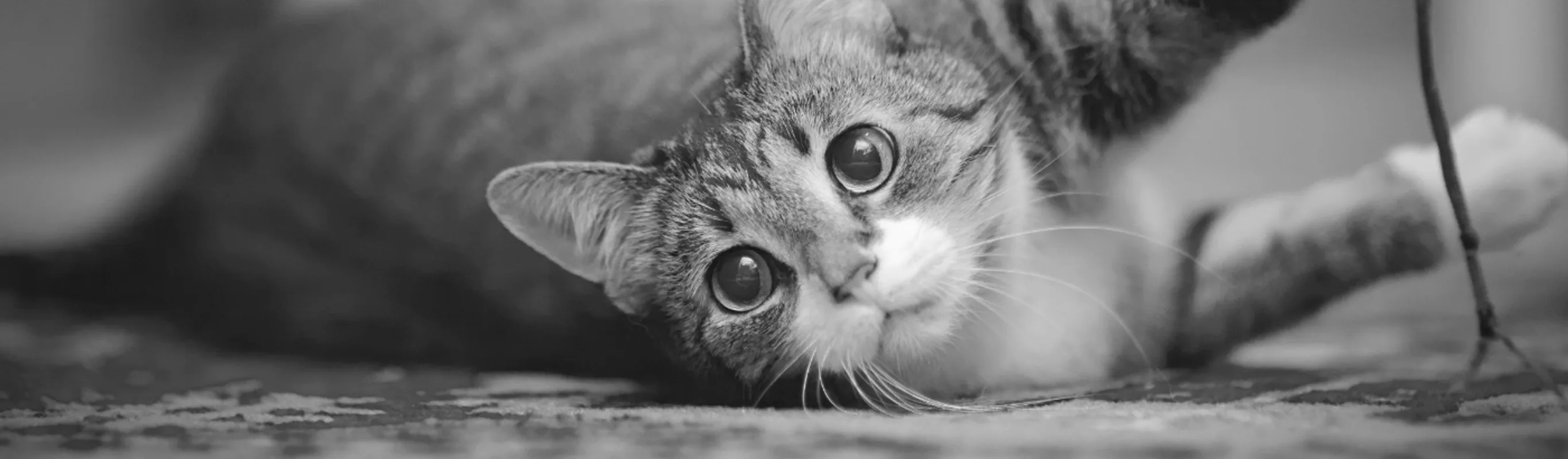 A cat with wide eyes laying on their side and staring to the left