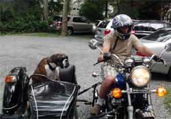 Motorcycle Dog