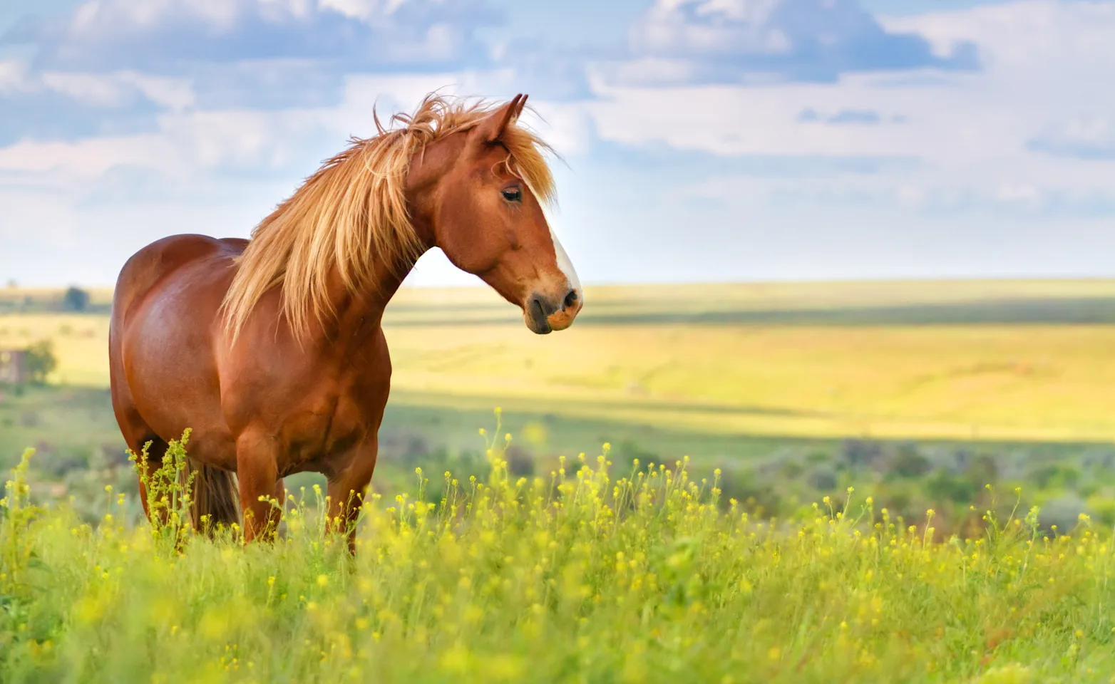 Stallion in a Field Stallion in a Field