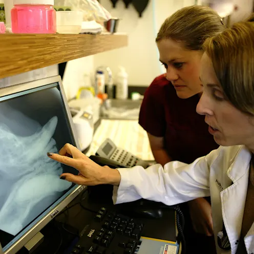 Dr. Cogswell using digital x-ray to ensure proper dog dental care Dr. Cogswell using digital x-ray to ensure proper dog dental care