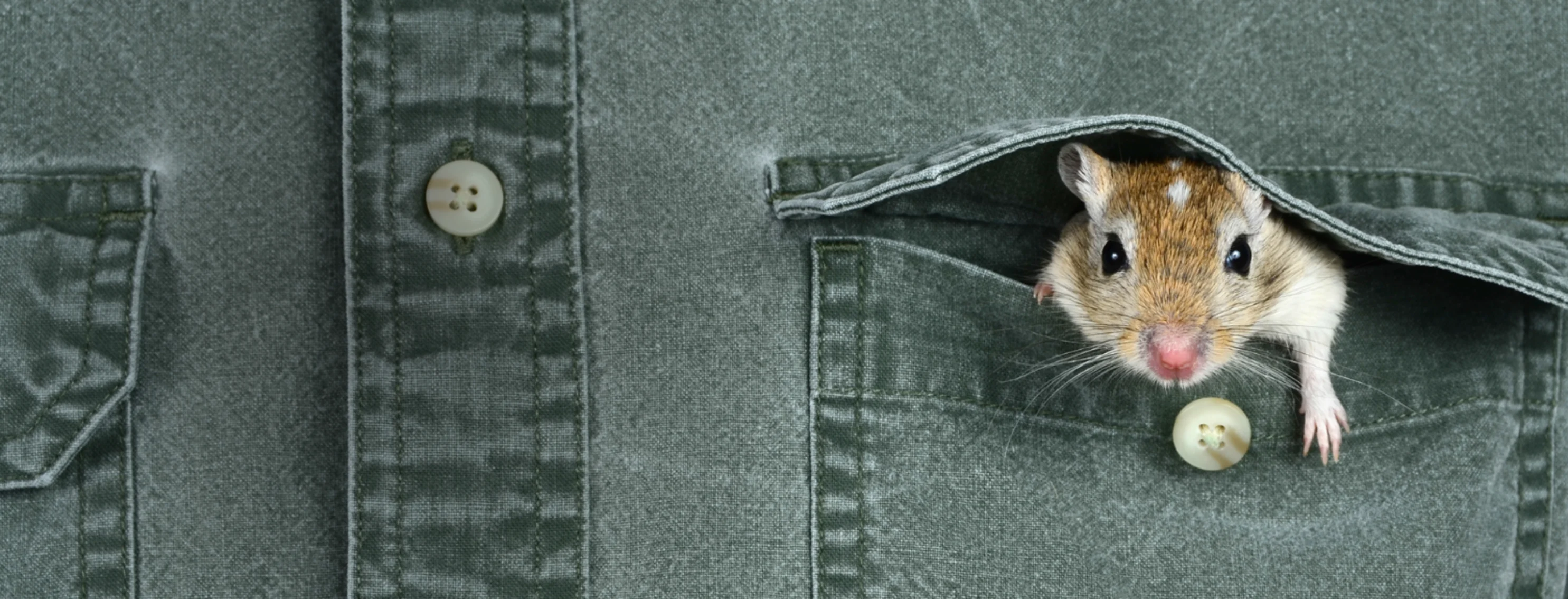 Mouse in Jacket Pocket Mouse in Jacket Pocket