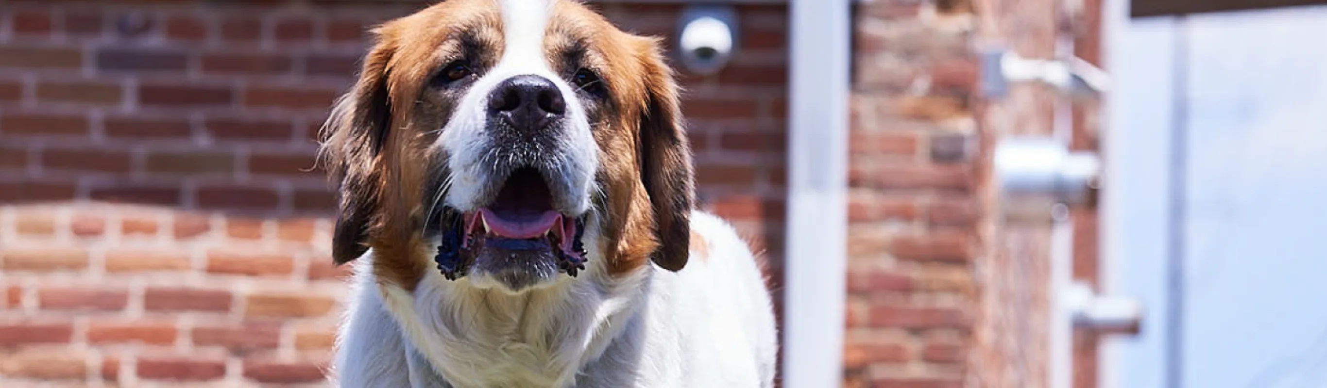 Dog by brick wall Dog by brick wall