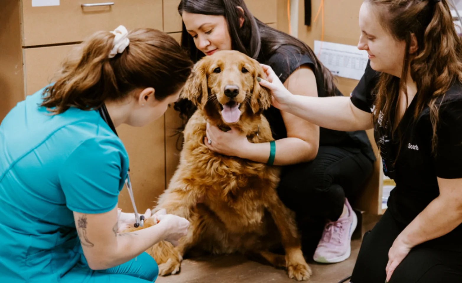 Staff tending to golden retriever Staff tending to golden retriever
