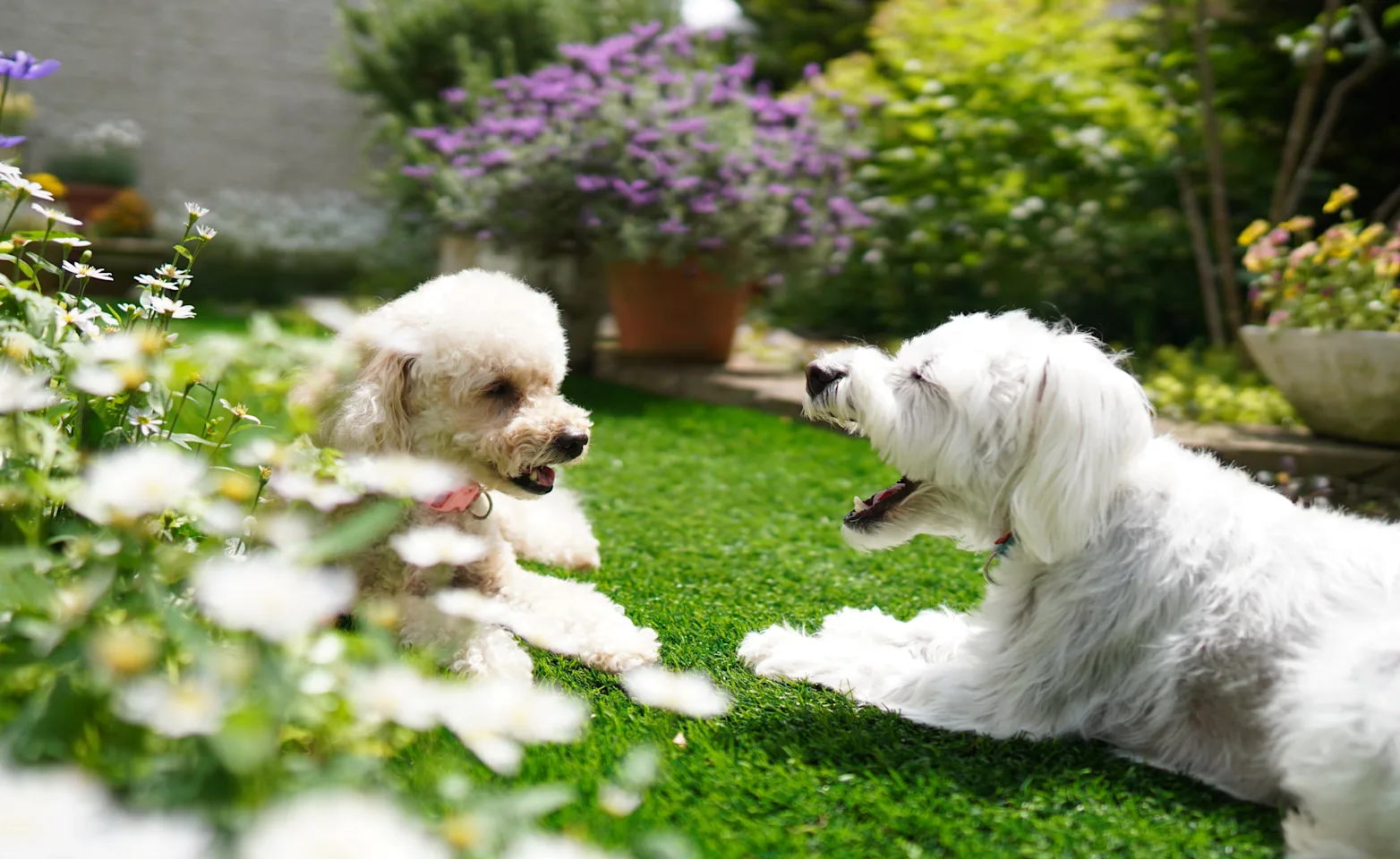 yawning dogs