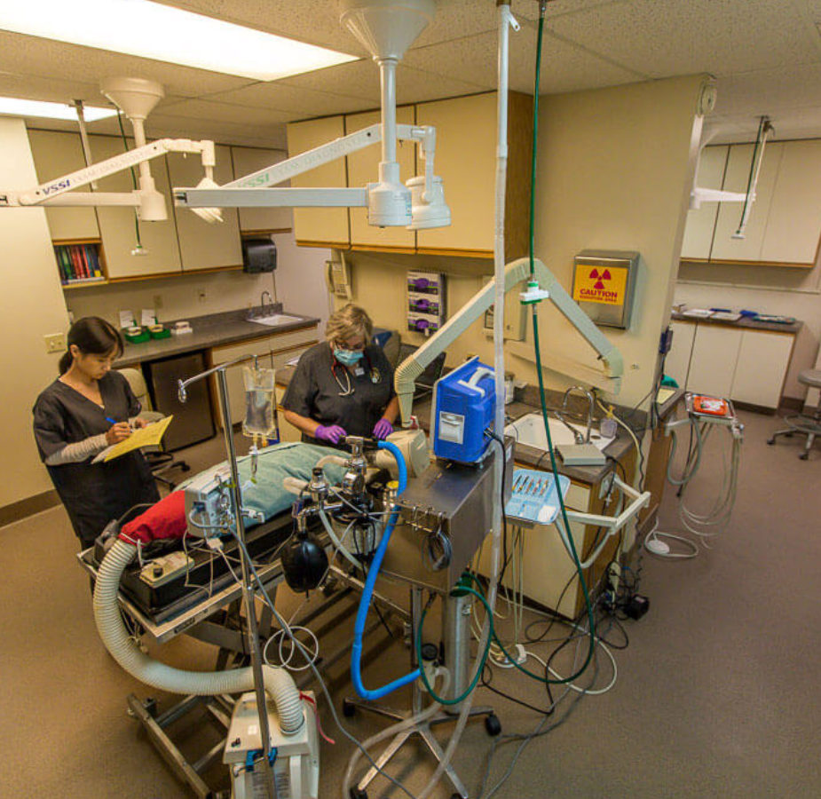Surgery room where staff members care for a pet