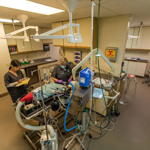 Surgery room where staff members care for a pet Surgery room where staff members care for a pet