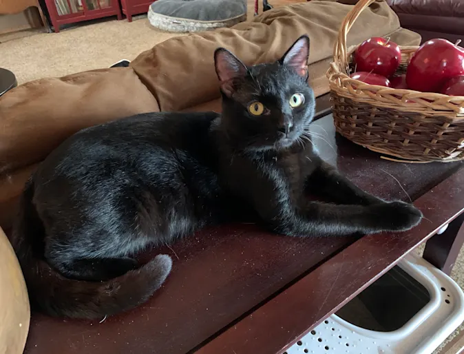 Smokey the black cat Smokey the black cat