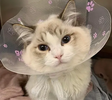Cat wearing a cone Cat wearing a cone