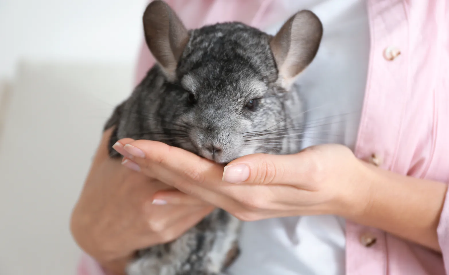 Women holding a chinchillas in her hands Women holding a chinchillas in her hands