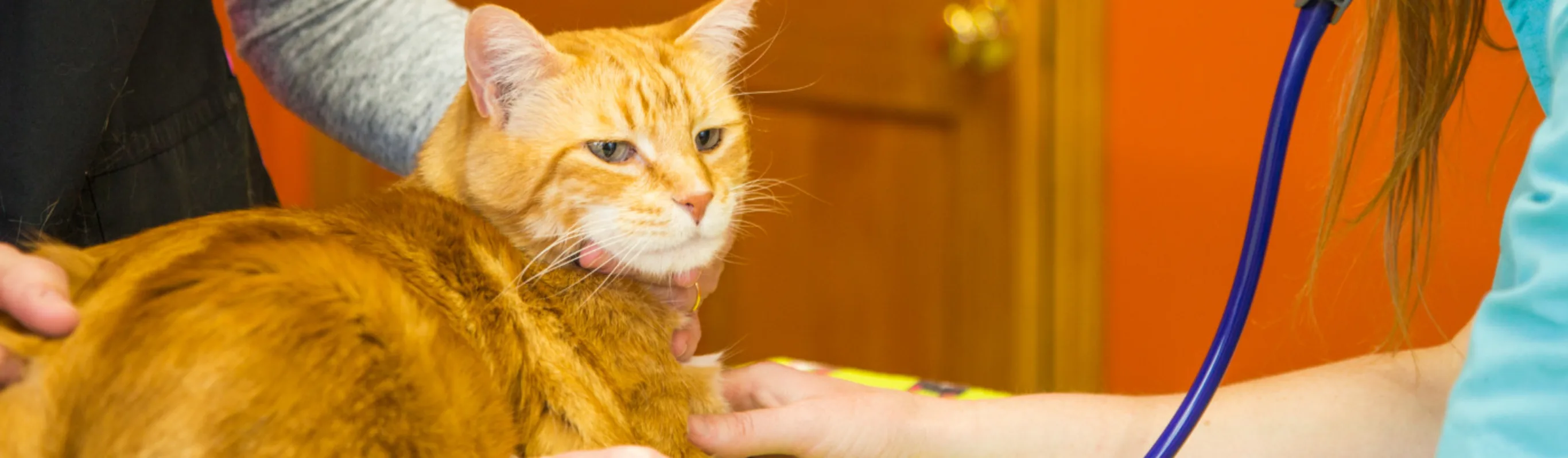 Orange cat being cared for on a table in an orange room