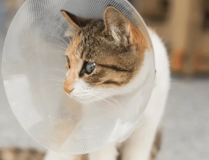 Cat with cone around its neck sitting down inside