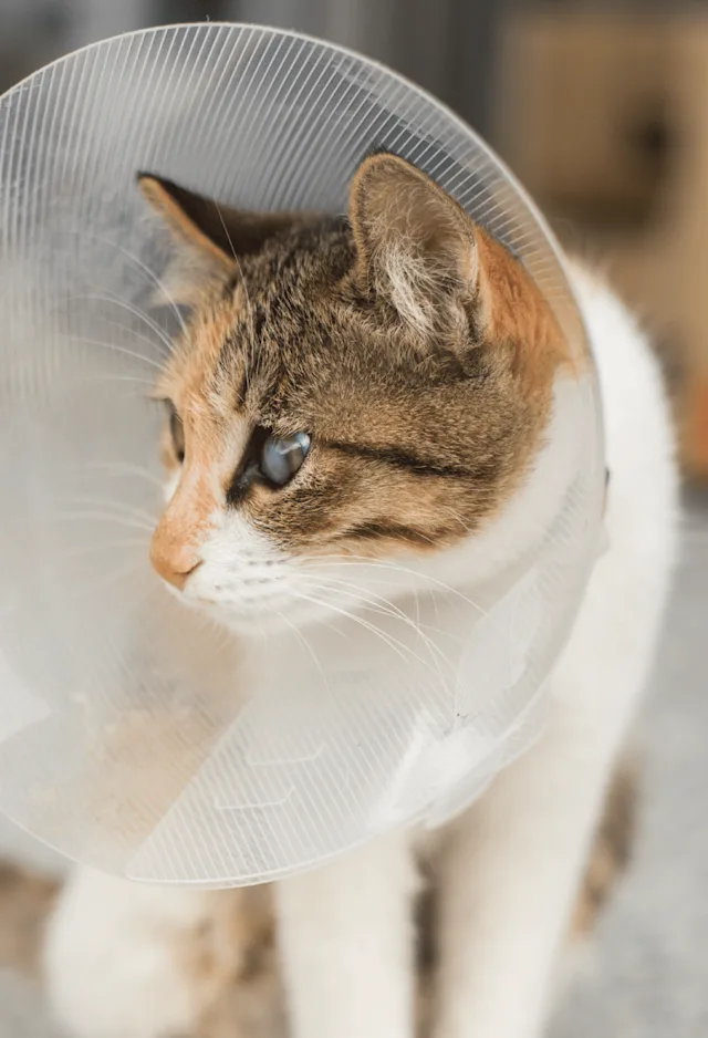 Cat with cone around its neck sitting down inside