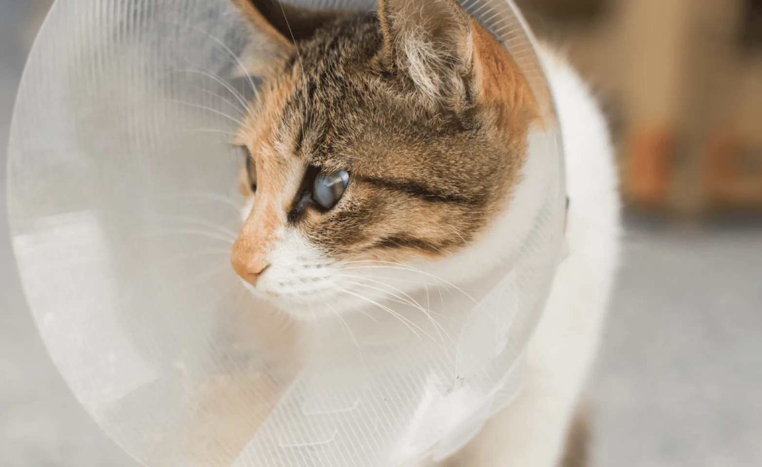 Cat with cone around its neck sitting down inside