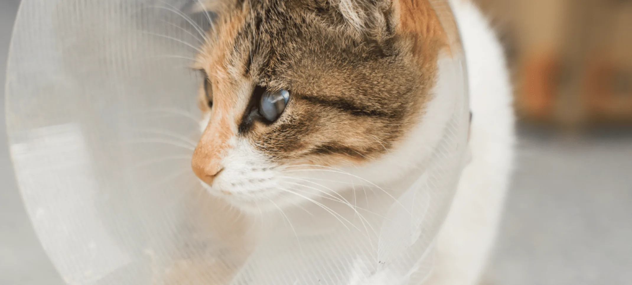 Cat with cone around its neck sitting down inside