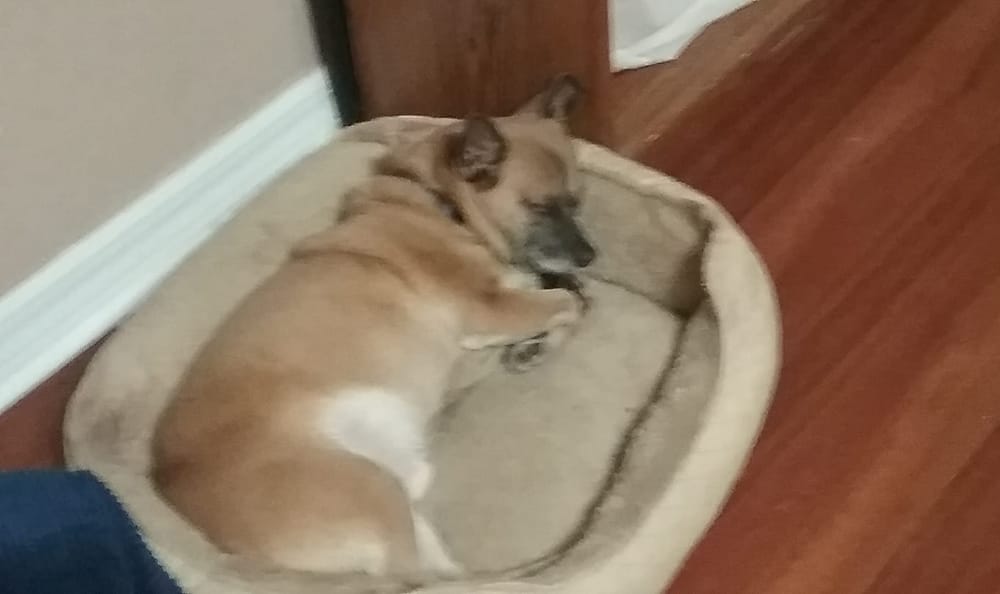 Brown dog napping in bed