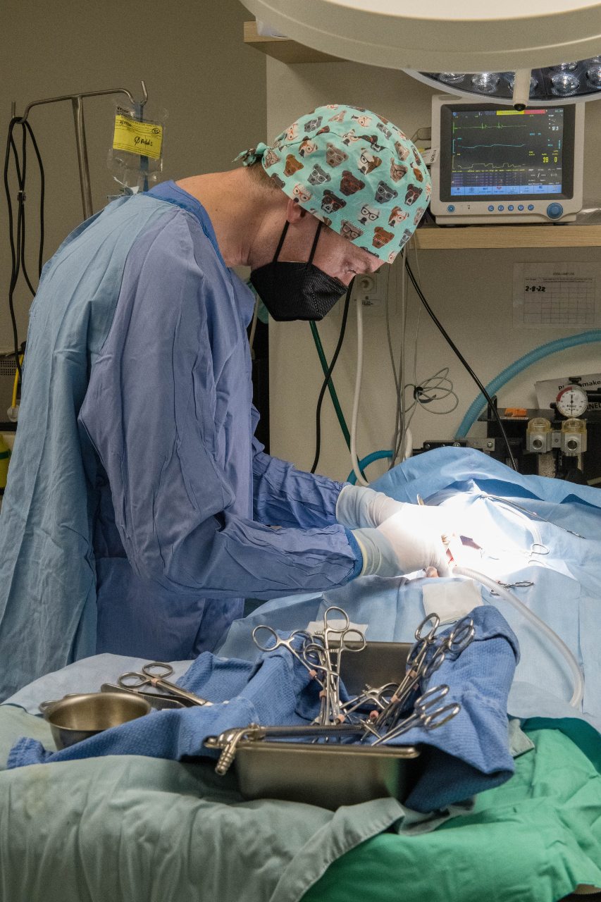Veterinarian in blue scrubs and wearing a hat filled with dogs performing surgery on patient.