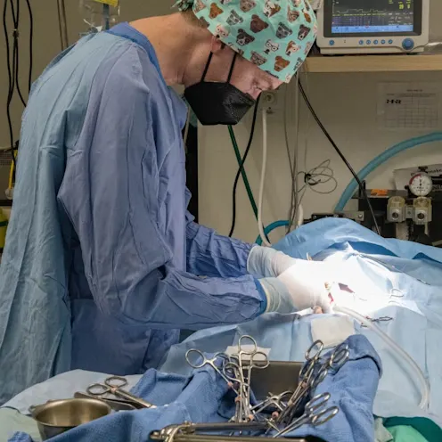 Veterinarian in blue scrubs and wearing a hat filled with dogs performing surgery on patient. Veterinarian in blue scrubs and wearing a hat filled with dogs performing surgery on patient.