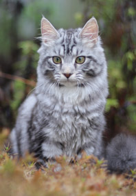 Grey Cat in Forest