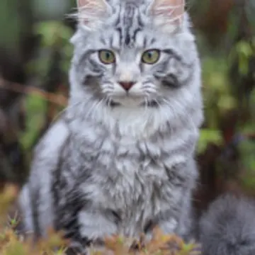 Grey Cat in Forest Grey Cat in Forest