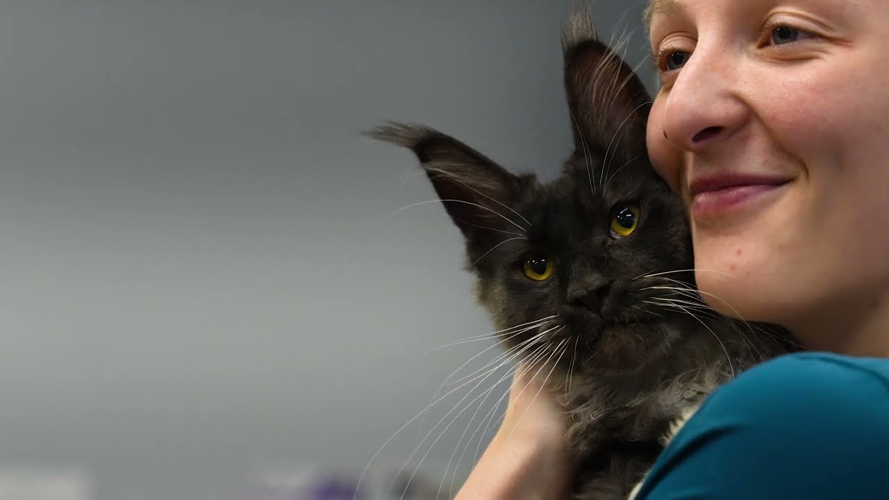 Thumbnail for NAVES Branding video. Depicted is a veterinary staff member holding a black cat.