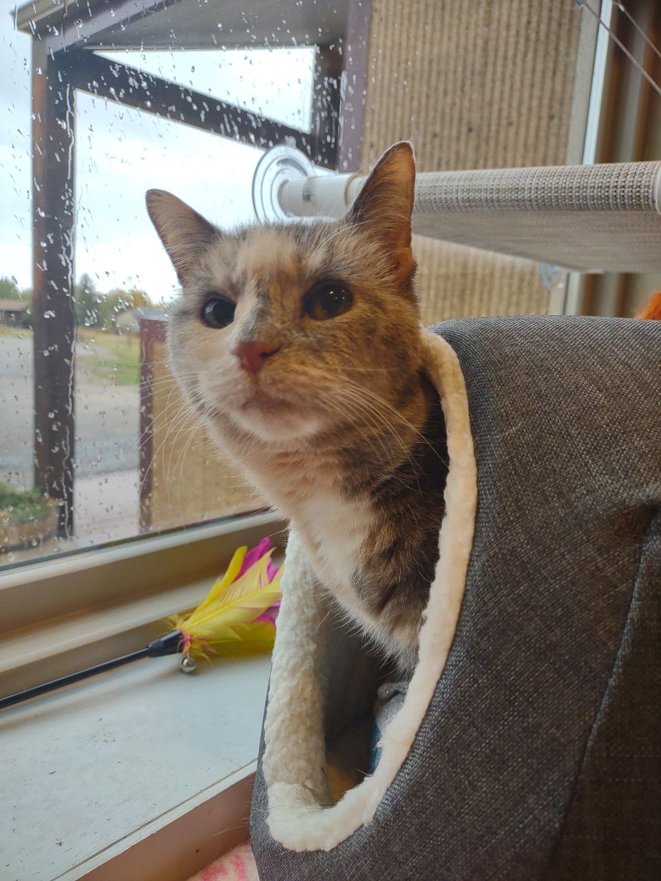 An Orange Cat Peeking Out of Bed