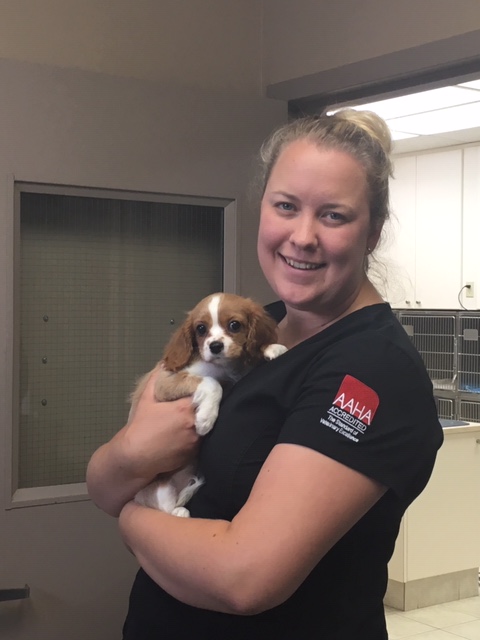  Staff holding brown and white puppy 