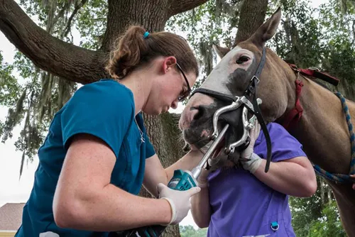 Staff operating on horse