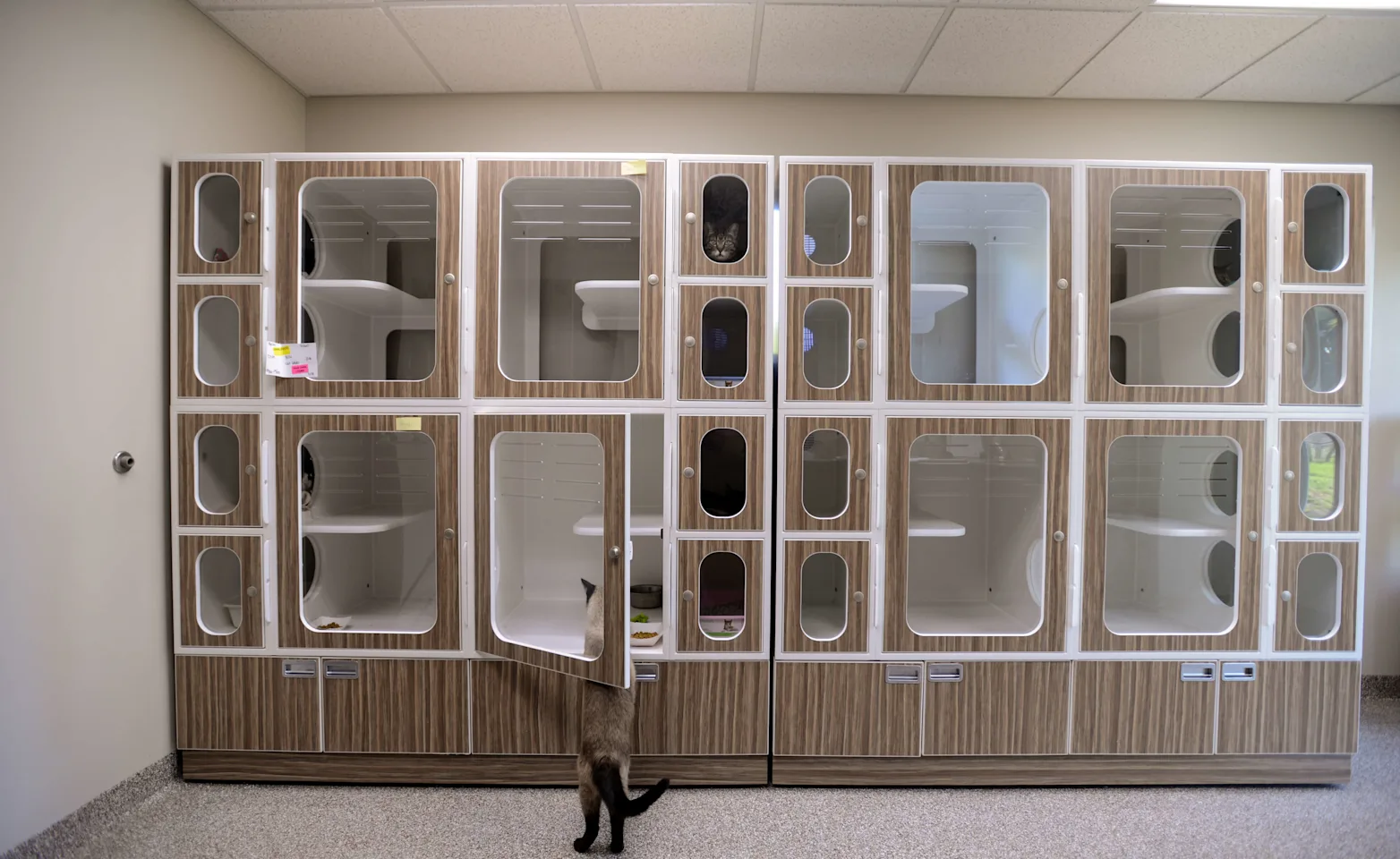 Cat boarding at Eagle Animal Hospital Cat boarding at Eagle Animal Hospital