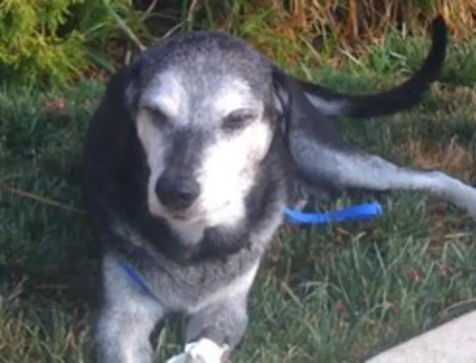 King the dog sitting in grass King the dog sitting in grass