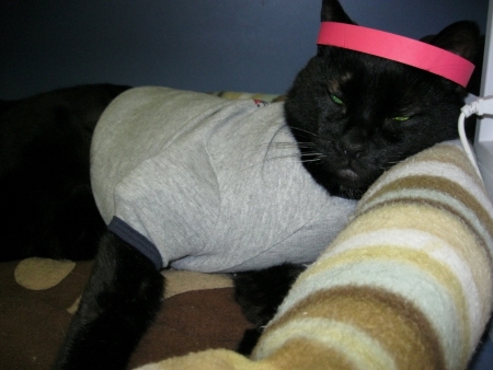 Spookie with a headband 