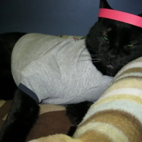 Spookie with a headband Spookie with a headband