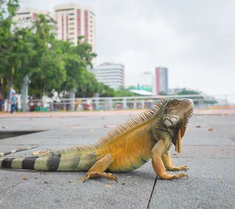 Iguana on city sidewalk