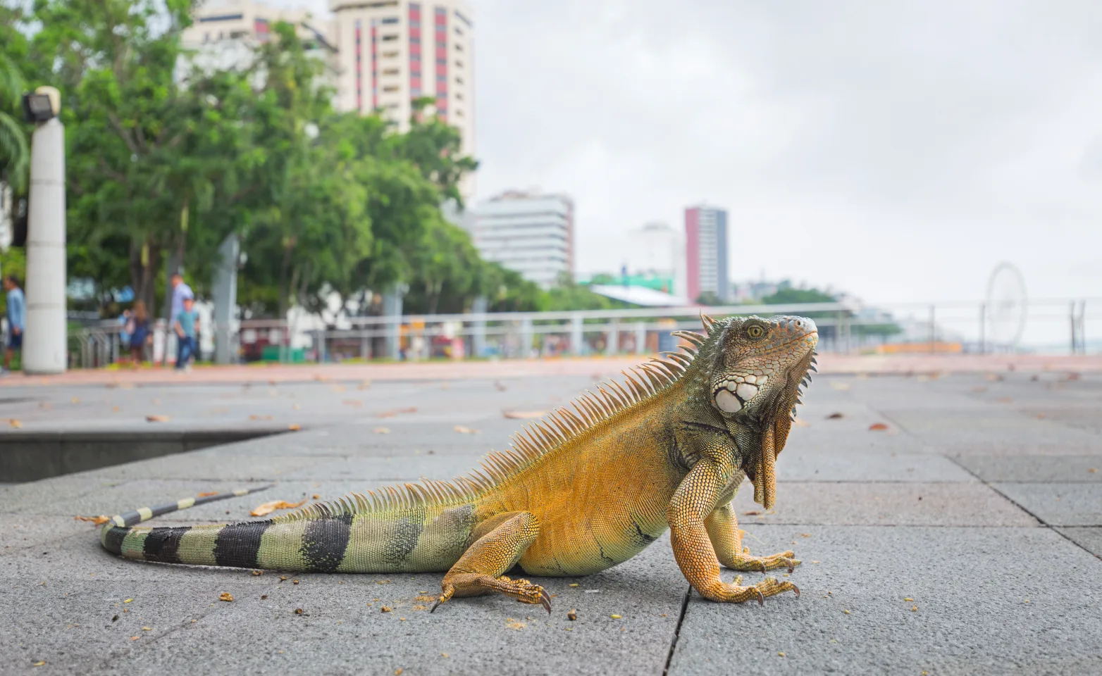 Iguana on city sidewalk Iguana on city sidewalk