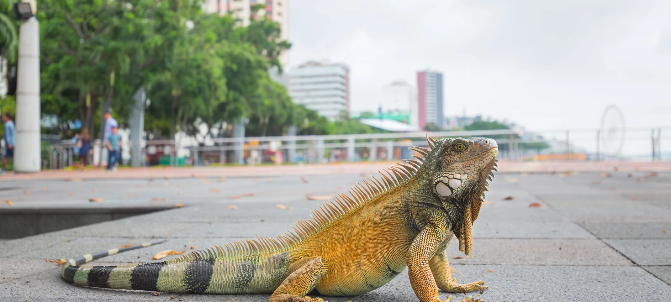 Iguana on city sidewalk