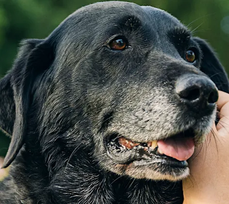 Girl petting an elderly dog Girl petting an elderly dog