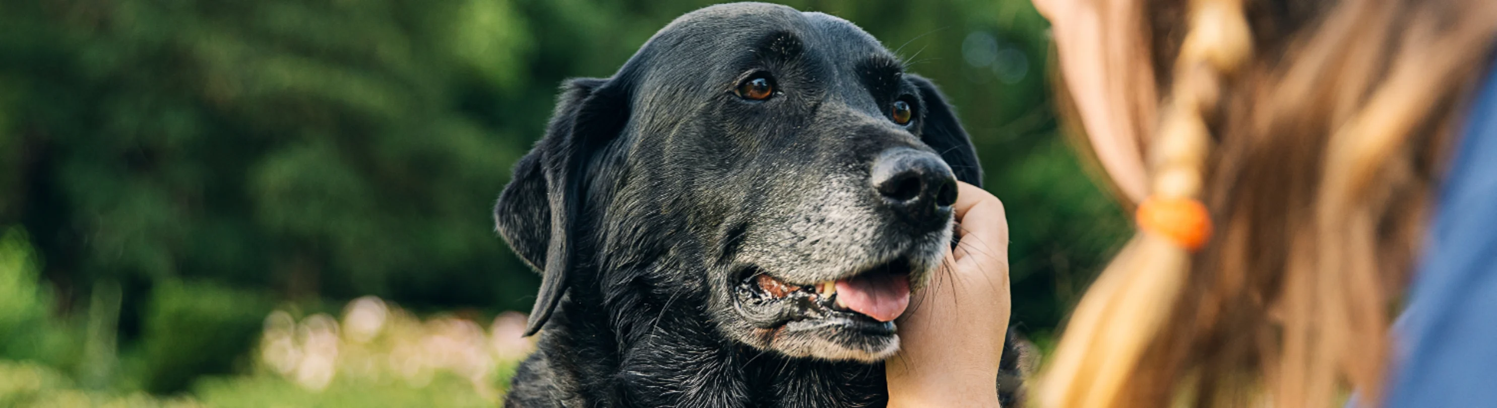 Girl petting an elderly dog Girl petting an elderly dog