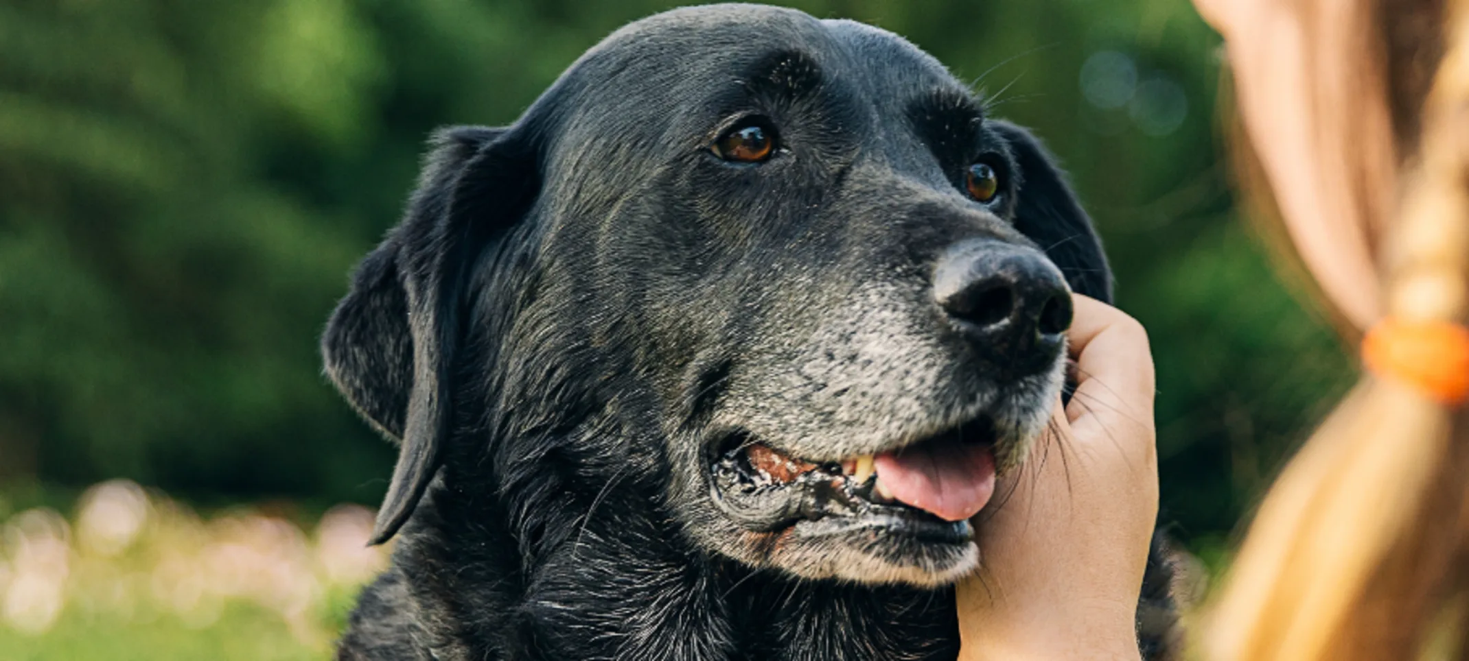 Girl petting an elderly dog Girl petting an elderly dog
